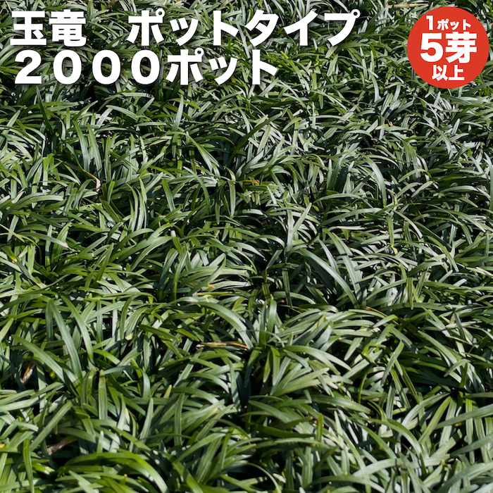  ophiopogon japonicus ( sphere dragon ) pot type 5.. and more 2000 pot approximately 20 from 80 flat rice minute ground cover dragon. hige ophiopogon japonicus sapling undergrowth 