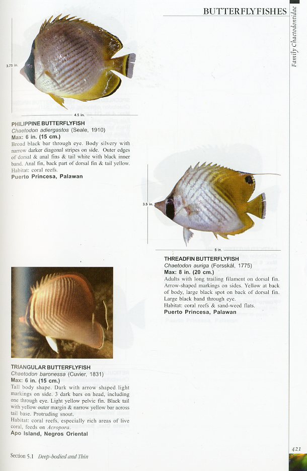 [ English ] Fishes of the Philippines < free shipping >