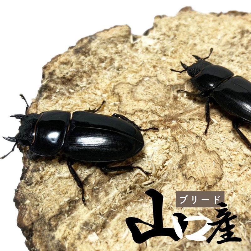 материк common ta рогач женский * 30mm~35mm[ Yamaguchi префектура производство common ta рогач bleed особь ] организм новый взрослое насекомое 2024 год 2 месяц после перо преобразованный особь будет.