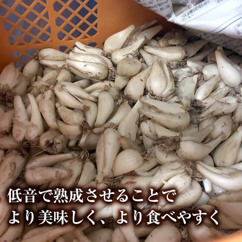  Tottori production .. raw rakkyou netsuke 100g