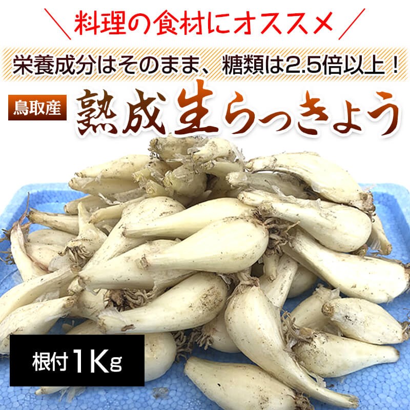  Tottori production .. raw rakkyou netsuke 1Kg