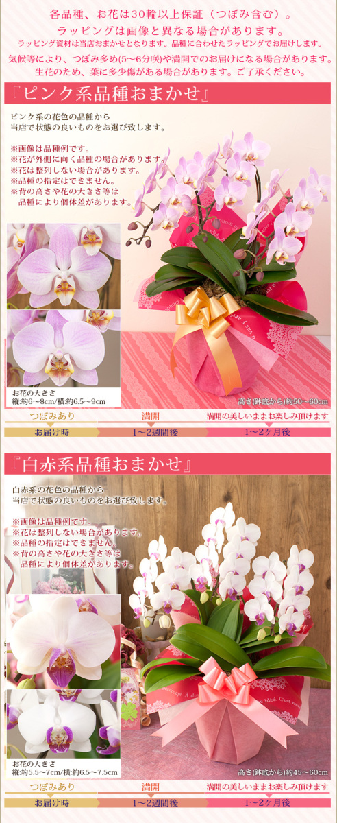完売しました ポイント5倍 母の日限定 胡蝶蘭 ミディ 中大輪 ３本立 30輪以上 ラッピング付き 送料無料 ギフト プレゼント 22 花 鉢花 R M22 C R M15 C 胡蝶蘭専門農園 Iファーマーらんぼ 通販 Yahoo ショッピング