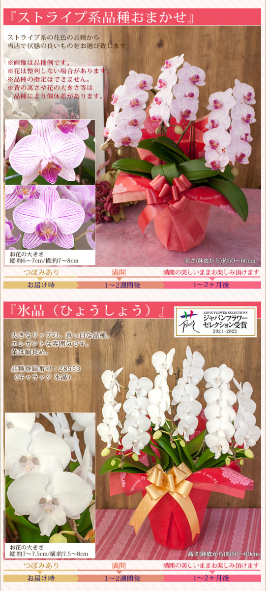 完売しました ポイント5倍 母の日限定 胡蝶蘭 ミディ 中大輪 ３本立 30輪以上 ラッピング付き 送料無料 ギフト プレゼント 22 花 鉢花 R M22 C R M15 C 胡蝶蘭専門農園 Iファーマーらんぼ 通販 Yahoo ショッピング