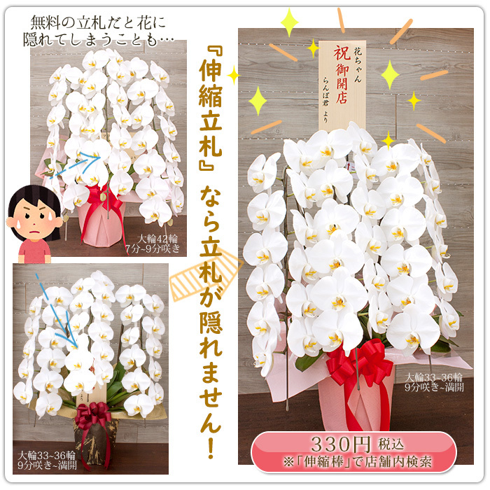 日本代購 Japanchill 日本代購轉運空運船運全球配送 胡蝶蘭中輪 中大輪３本立ち蕾含む30輪 8000円税込品種選べるお祝いお供え開店祝い誕生日ギフト花プレゼントあすつく