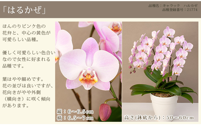 胡蝶蘭 中輪 中大輪 ３本立ち 蕾含む30輪 8000円税込 品種選べる お祝い お供え 開店祝い 誕生日 母の日 ギフト 花 プレゼント あすつく R Ama0006 Fw R Onecoin 胡蝶蘭専門農園 Iファーマーらんぼ 通販 Yahoo ショッピング