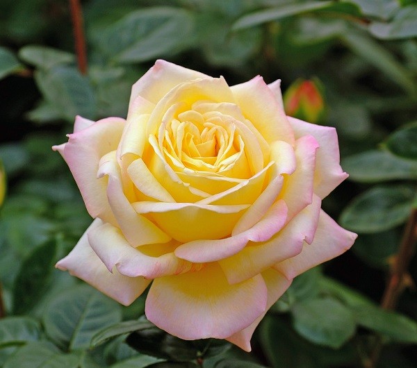  rose seedling piece ( new seedling ) hybrid tea four season .. large wheel yellow color series me Ian domestic production seedling 4 number poly- pot 