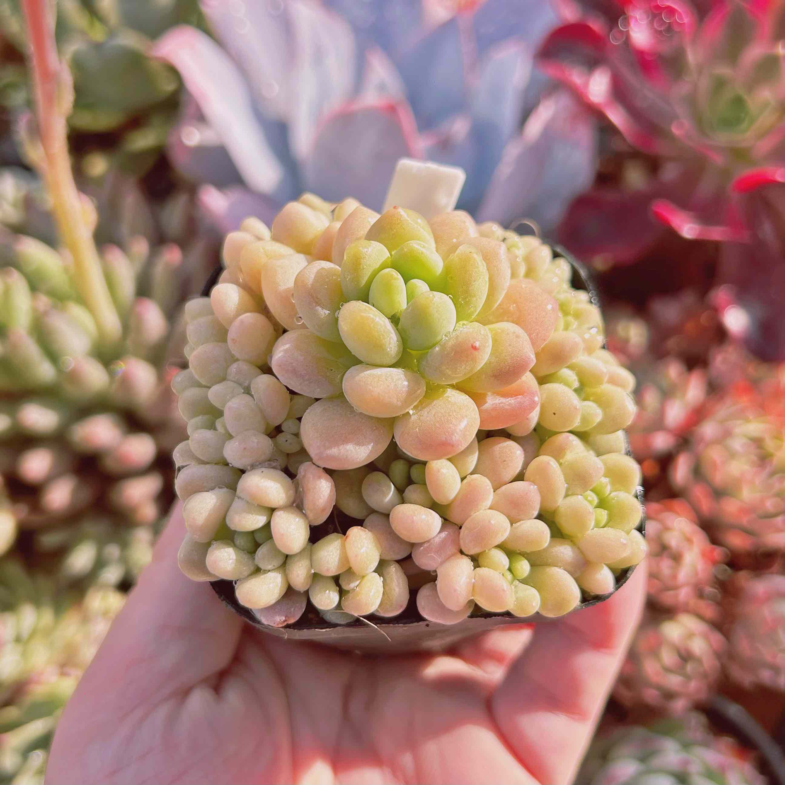  succulent plant caviar 10 head and more .. agriculture .