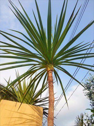  stock ..!! odour shu Rolland { dracaena * leaving a decision to someone else stock 120} resort garden tree!. bargain!