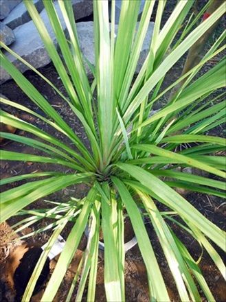  stock ..!! odour shu Rolland { dracaena * leaving a decision to someone else stock 120} resort garden tree!. bargain!