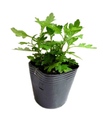 f-chi балка (. лампочка yomogi) pot рассада 