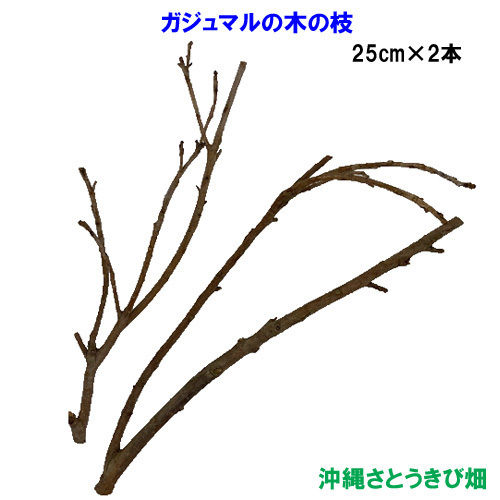 .....(gaju maru ). tree. branch 25cm× 2 ps 
