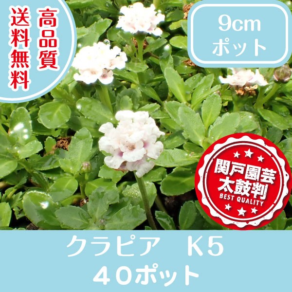  high quality kla Piaa K5 pot type 40 pot free shipping 9cm pot ground cover undergrowth .. measures 