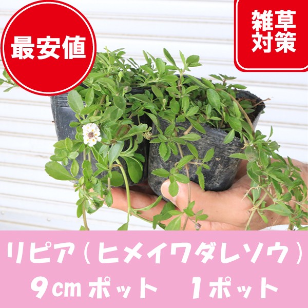 high quality li Piaa (himeiwadare saw )1 pot 9cm pot ground cover undergrowth .. measures 