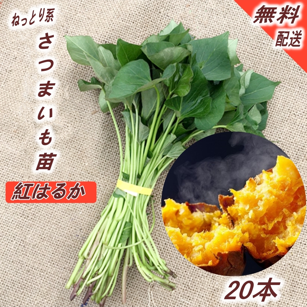 [ reservation ][ delivery of goods wish day selection possible ]. is ..20ps.@imozuru corm .. sweet potato seedling cut . seedling PVP registration goods kind . - ... peace 6 fiscal year limitation Ben rate disinfection settled kitchen garden free shipping 