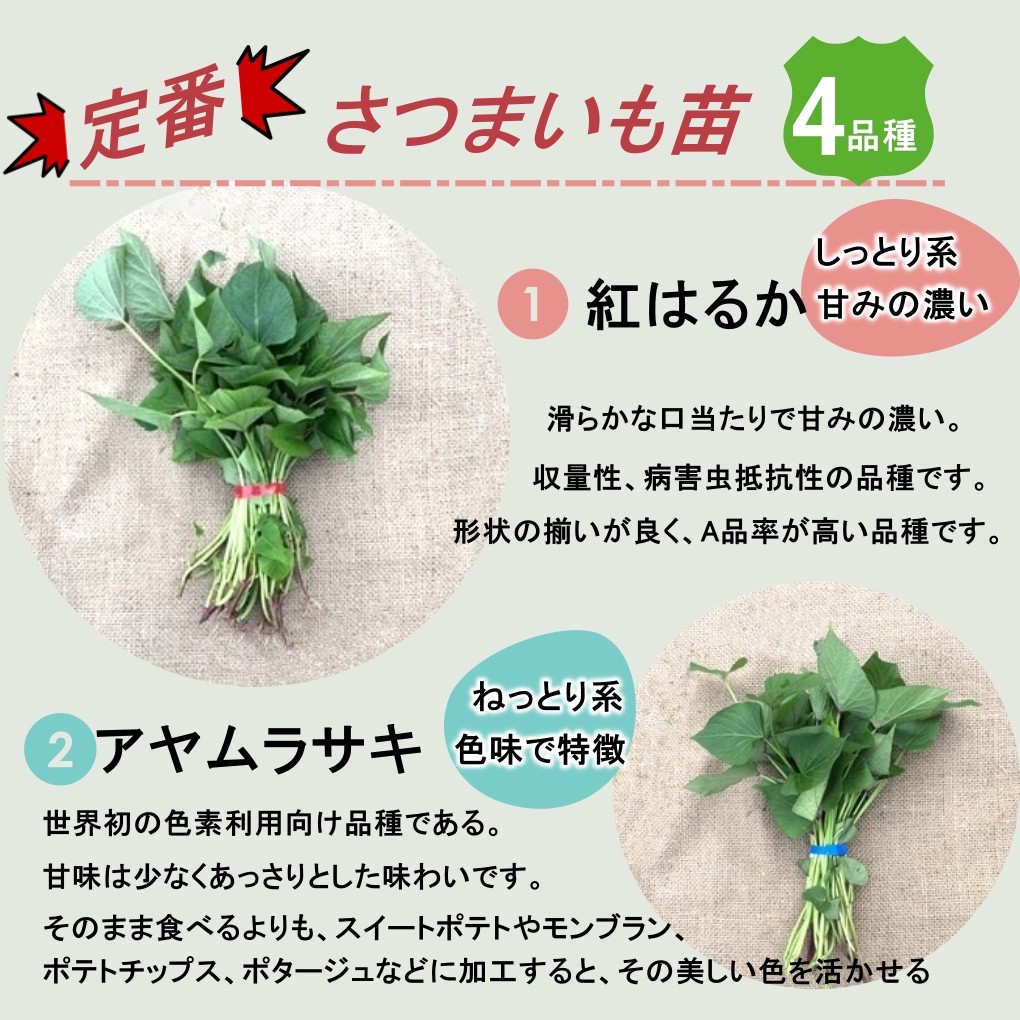 [ reservation ][ delivery of goods wish day selection possible ]aya purple 20ps.@ purple corm imozuru corm .. sweet potato seedling cut . seedling PVP registration goods kind . peace 6 fiscal year limitation Ben rate disinfection settled kitchen garden free shipping 