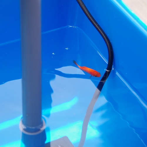  small size aqua poniks hydroponic culture kit overflow aquarium /... field [ blue ]