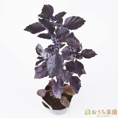 темный опал базилик рассада трава овощи / 9cm pot 