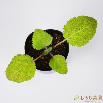 klali шалфей рассада трава овощи / 9cm pot 