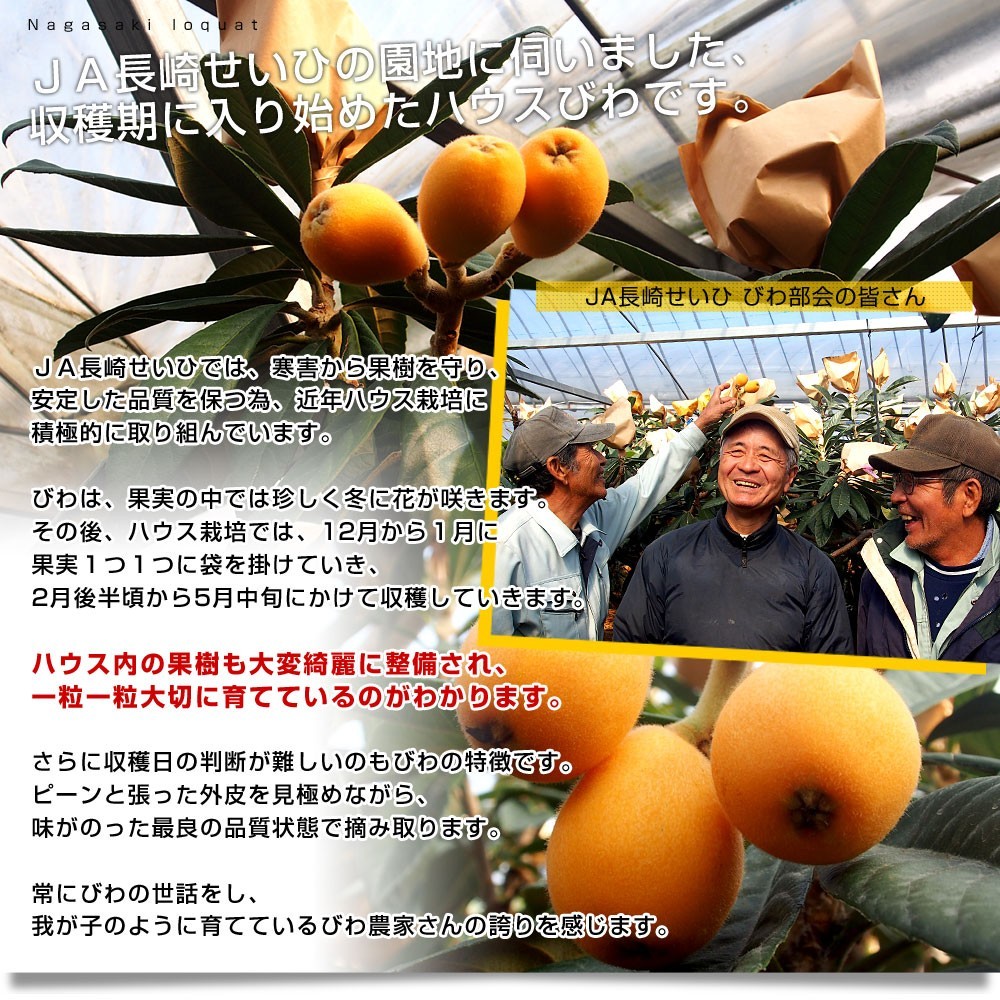  Nagasaki prefecture .. direct delivery from producing area JA Nagasaki ... Nagasaki loquat 500g vanity case 3L from L size (8 sphere from 12 sphere ) free shipping .. Nagasaki biwa. tree loquat 