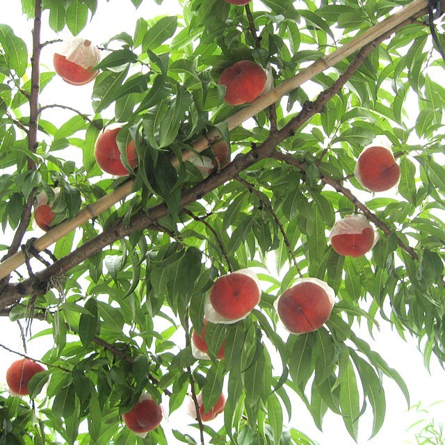  Yamanashi prefecture .. direct delivery from producing area JA..... fee main place . fee. house peach approximately 1 kilo (5 sphere from 6 sphere ) free shipping . mist ... pipe blow 