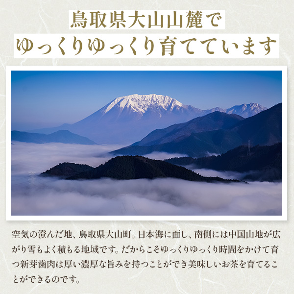  Inoue синий блестящий . чай hojicha чайный пакетик большой гора палка чай [2g×10 штук ]×3шт.@ почтовая доставка . дом для 