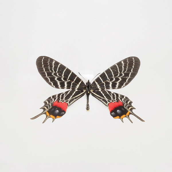 KY-1016 бабочка. образец коллекция морщина задний ge - 