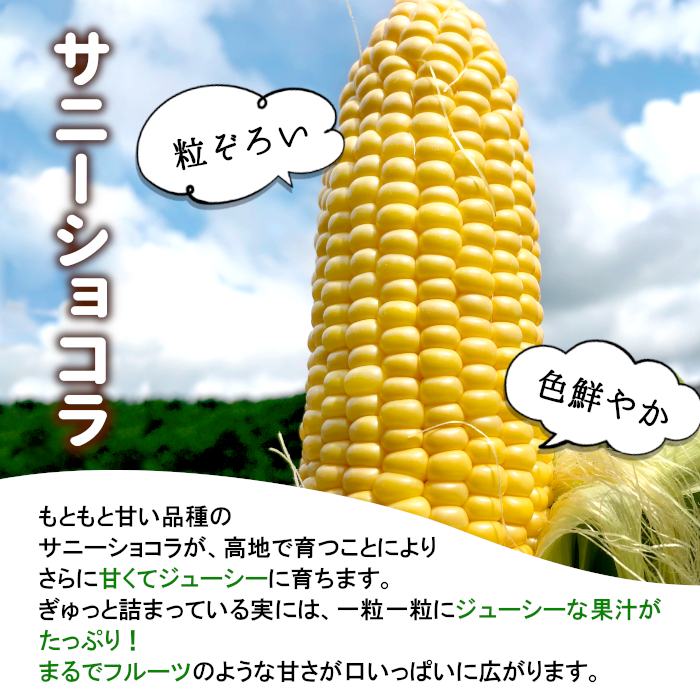  preceding sale Sunny chocolate corn Nagano prefecture 20ps.@(10ps.@×2 box ) 2L size your order :c154