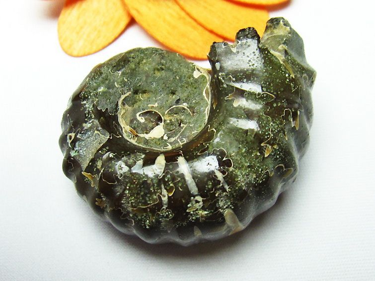 ドゥビレイセラス 化石[M85-974]