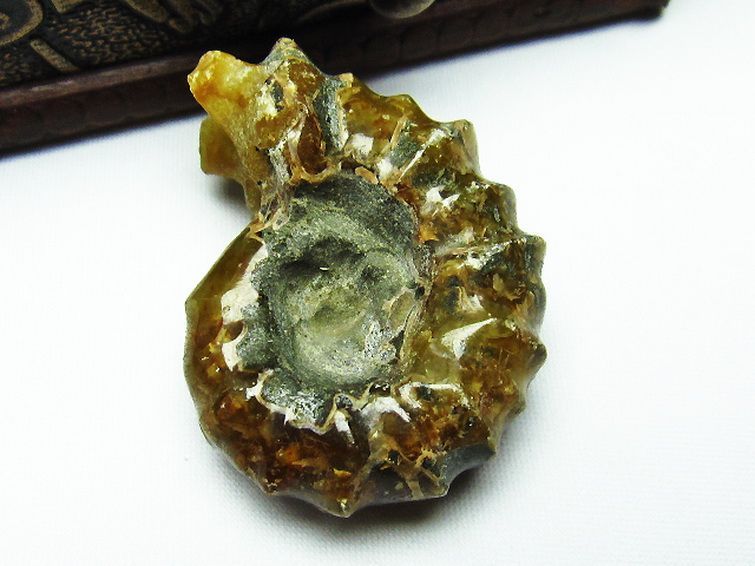 ドゥビレイセラス 化石[M85-990] 1枚目