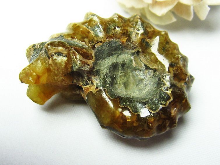 ドゥビレイセラス 化石[M85-990] 2枚目