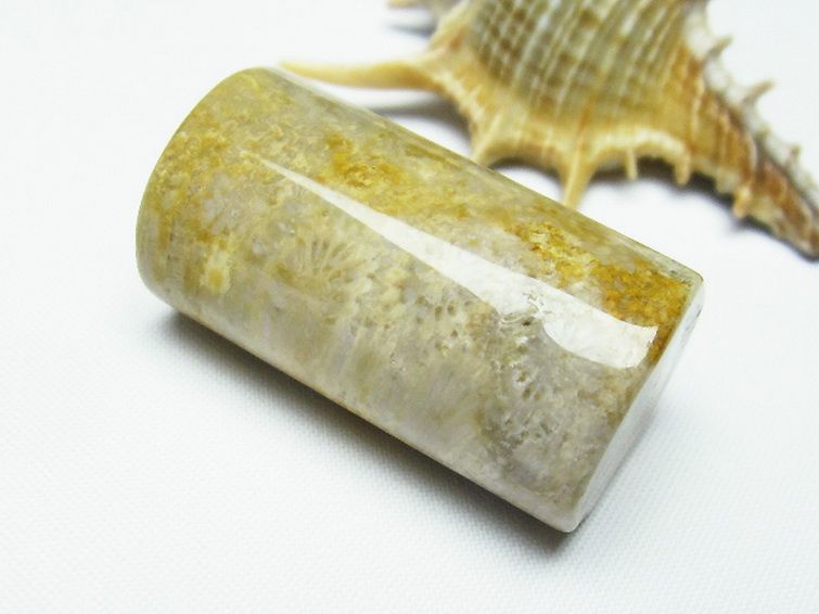 フォッシルコーラル 円柱形 タンブル（穴なし） 化石珊瑚[T155-1907] 2枚目