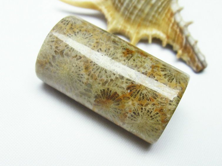 フォッシルコーラル 円柱形 タンブル（穴なし） 化石珊瑚[T155-1920] 2枚目