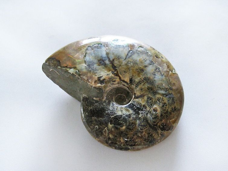 虹入り アンモナイト 化石[T485-3000] 