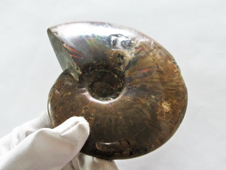 アンモナイト化石 化石セブン史上最大級！50センチ級！滅多に見ることができない巨大な