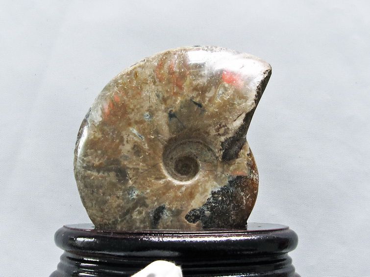 虹入り アンモナイト 化石[T570-4540] 1枚目