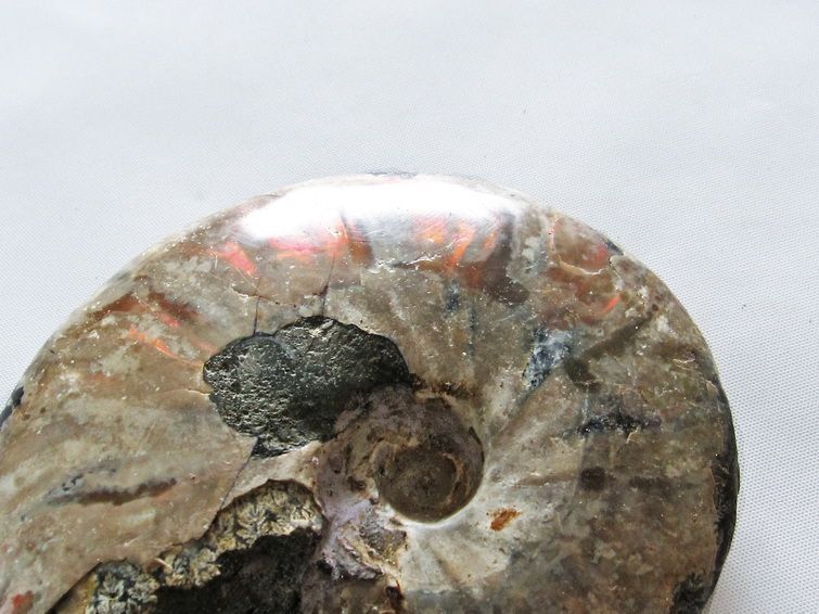 虹入り アンモナイト 化石[T570-4540] 3枚目