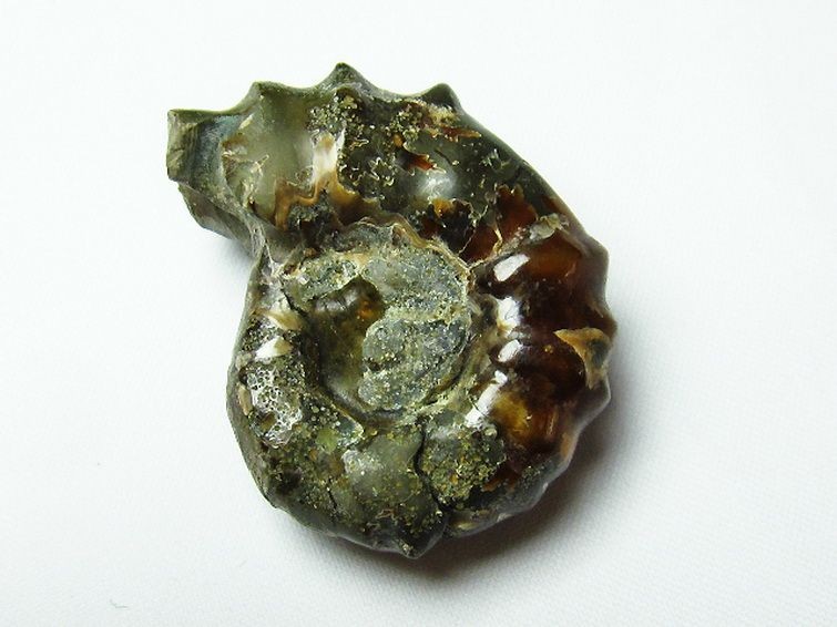ドゥビレイセラス 化石[T723-1118] 1枚目