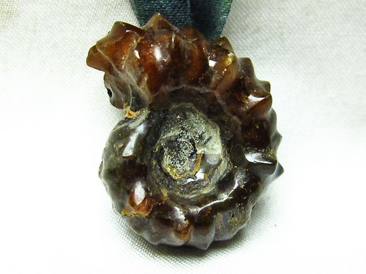 ドゥビレイセラス 化石[T723-1282] 1枚目