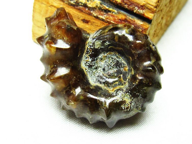 ドゥビレイセラス 化石[T723-1282] 2枚目