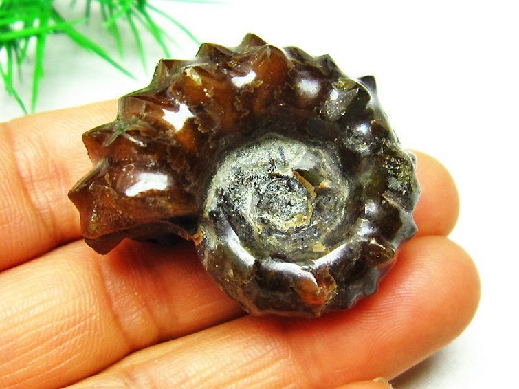 ドゥビレイセラス 化石[T723-1282] 3枚目