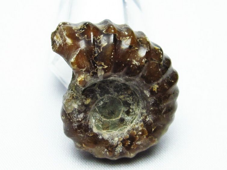 ドゥビレイセラス 化石[T723-1447] 1枚目