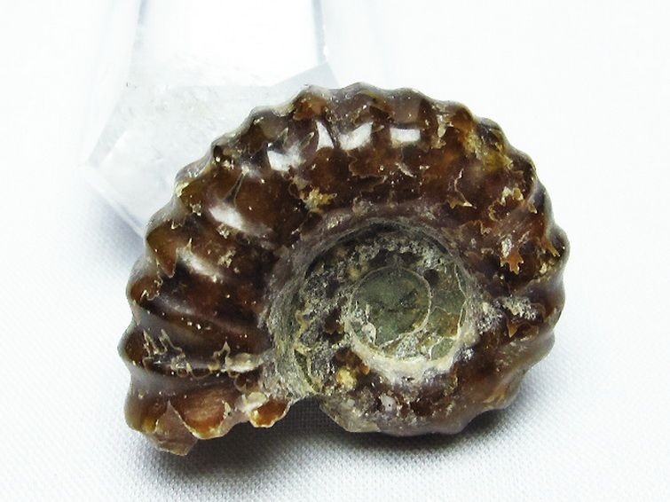 ドゥビレイセラス 化石[T723-1447] 2枚目