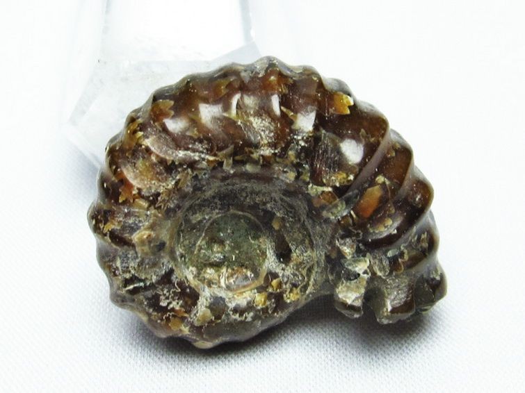 ドゥビレイセラス 化石[T723-1447] 3枚目