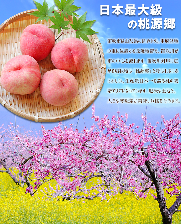 mo.1.5kg pipe blow. peach * extra-large Yamanashi production free shipping food 