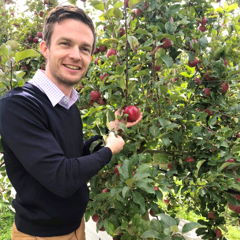  apple approximately 2kg New Zealand production Prince Royal galadazru( approximately 16 sphere ) new thing .. fruit country ..