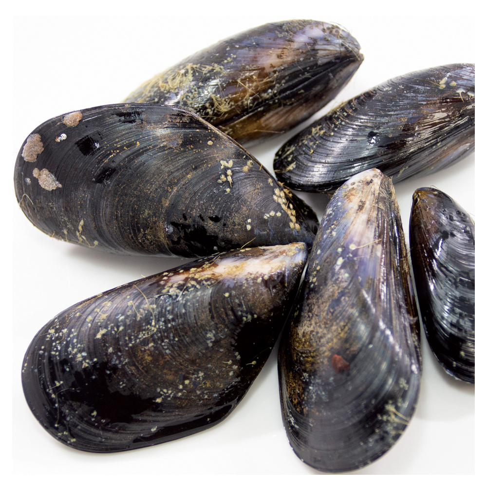  mussel . attaching domestic production mussel 1kg three-ply production with translation raw cold 500g×2 sack freezing flight 