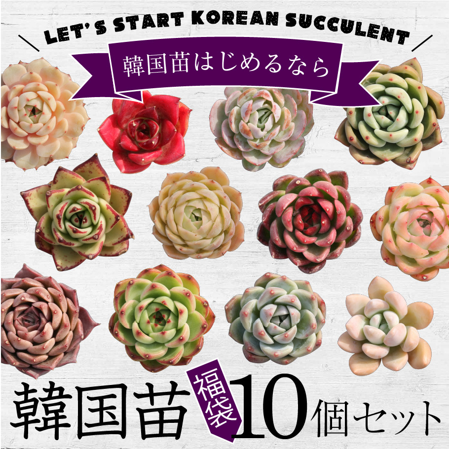  succulent plant Korea seedling 10 piece set after it reaches. pleasure Korea seedling lucky bag ekebe rear kind center. * kind is selection . not 