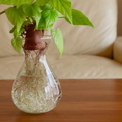  water cultivation flower pot glass made flower base vase container bulb hyacinth flower present gift 