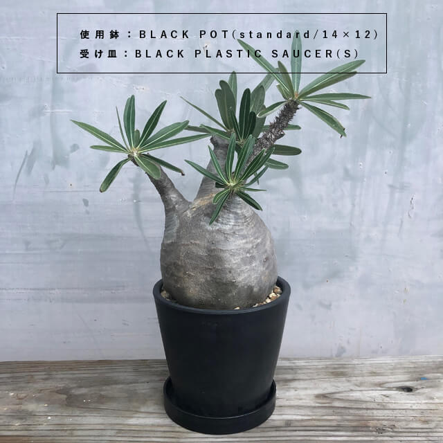BLACK PLASTIC SAUCER[SIZE:S]12cm черный pot поддонник блюдце модный симпатичный маленький compact marvista greenship