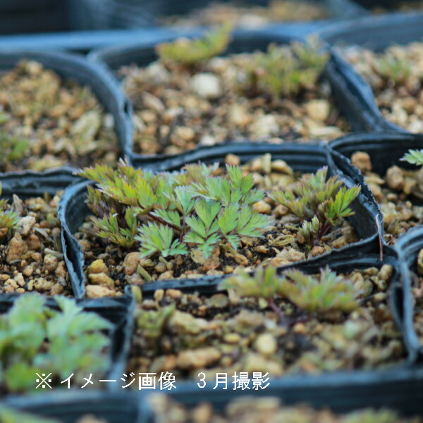 (2 pot )senkyuu10.5cm pot рассада 2 pot комплект лекарственные травы рассада / выдерживающий холод . много год ./*6/13 лист . развитие средний 